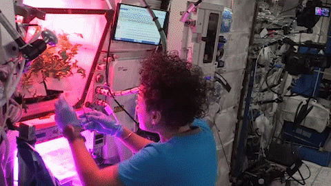 Wearing a blue shirt and blue gloves, NASA astronaut Jessica Meir harvests leaves from Mizuna mustard greens. The plant is growing inside the Vegetable Production System (Veggie), a square-shaped plant growth research facility aboard the International Space Station that is illuminated by a magenta light.